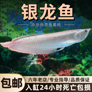 银龙鱼观赏鱼首选精品中大型淡水龙鱼招财纳福风水鱼练手龙鱼