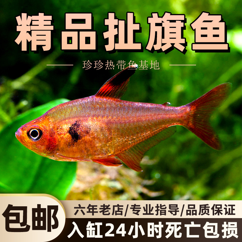 观赏鱼红衣梦幻旗扯旗鱼脂鲤鱼