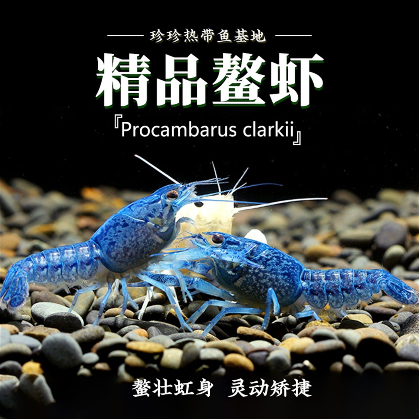 鳌虾观赏虾活体鳌虾佛蓝白橘鳌虾侏儒螯虾宠物淡水龙虾冷水观赏虾