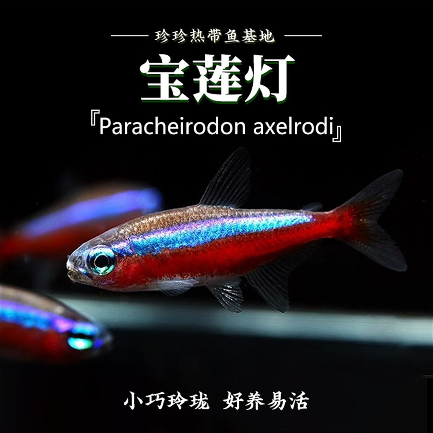 巴西宝莲灯鱼红绿灯鱼小型热带灯科鱼草缸群游鱼淡水鱼活体观赏鱼