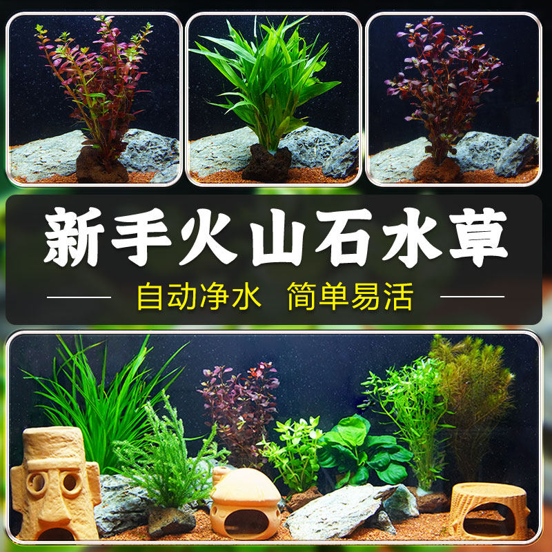 火山石水草懒人水草蜈蚣草水榕植物鱼缸水草造景底砂套餐阴性真草
