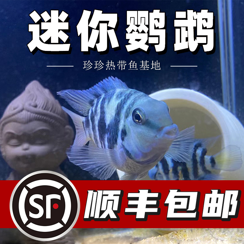 宝蓝迷你鹦鹉白金迷你鹦鹉观赏鱼