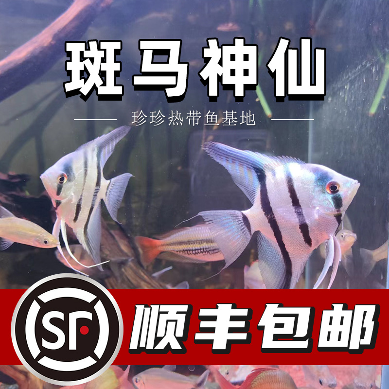 斑马神仙鱼热带鱼观赏鱼大型燕鱼
