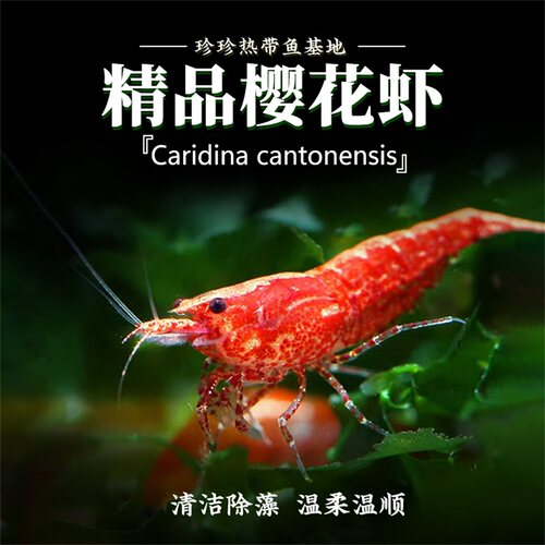 樱花虾清洁除藻观赏虾