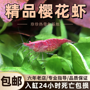 樱花虾除藻观赏虾清洁草虾淡水活体龟饲料虾鲜活观赏极火虾黑壳虾