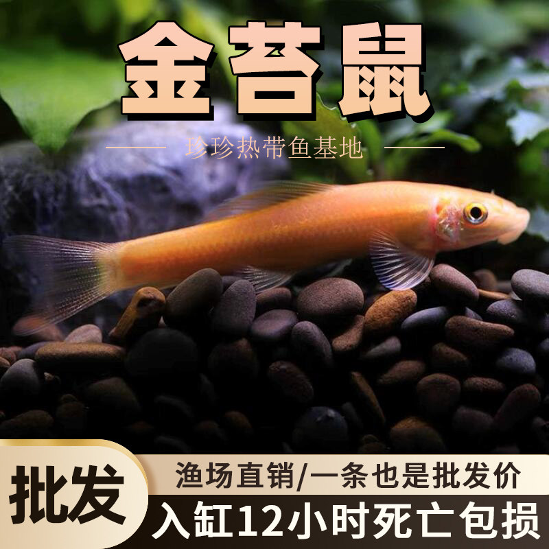 金苔鼠清道夫鱼缸垃圾清洁工鱼垃圾草缸除藻鱼淡水好养低栖工具鱼,宠物/宠物食品及用品,鱼,淘宝优惠券,粉丝福利购,淘宝优惠卷