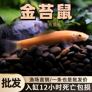 金苔鼠清道夫鱼缸垃圾清洁工鱼垃圾草缸除藻鱼淡水好养低栖工具鱼