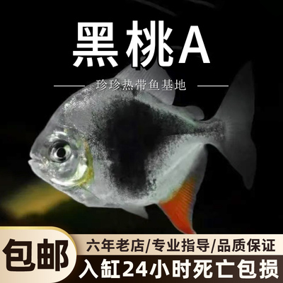 黑桃A银板鱼活体高端观赏鱼