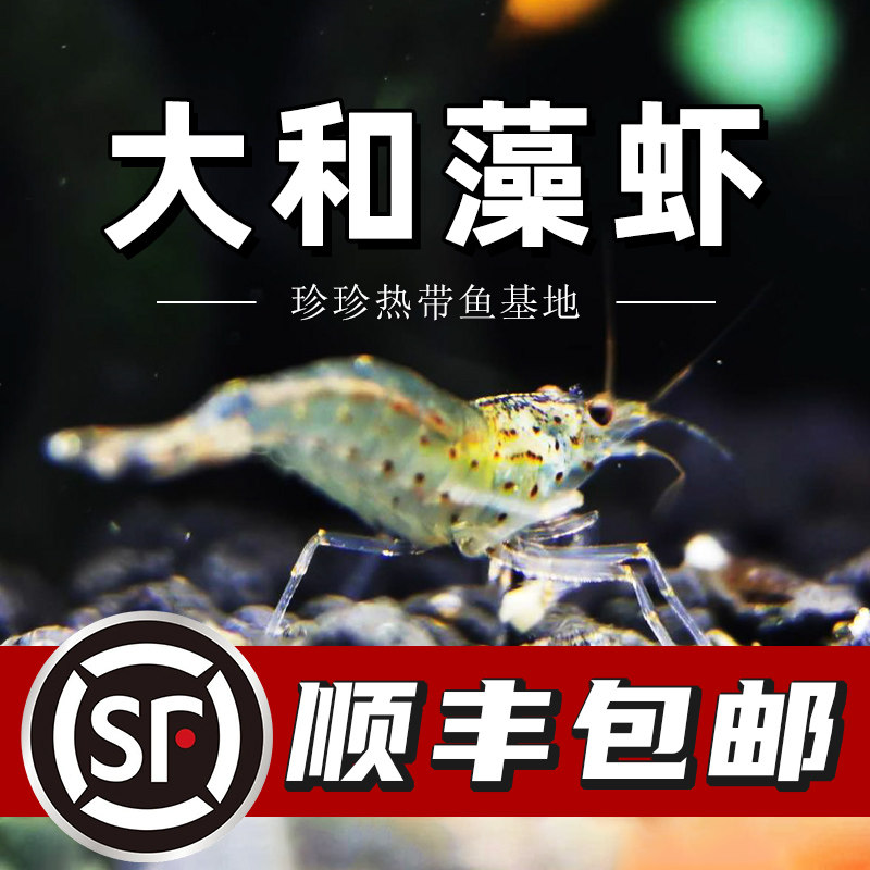 大和藻虾观赏虾星点虾黑壳虾除丝藻绿藻原生鱼缸冷水清洁虾工具虾