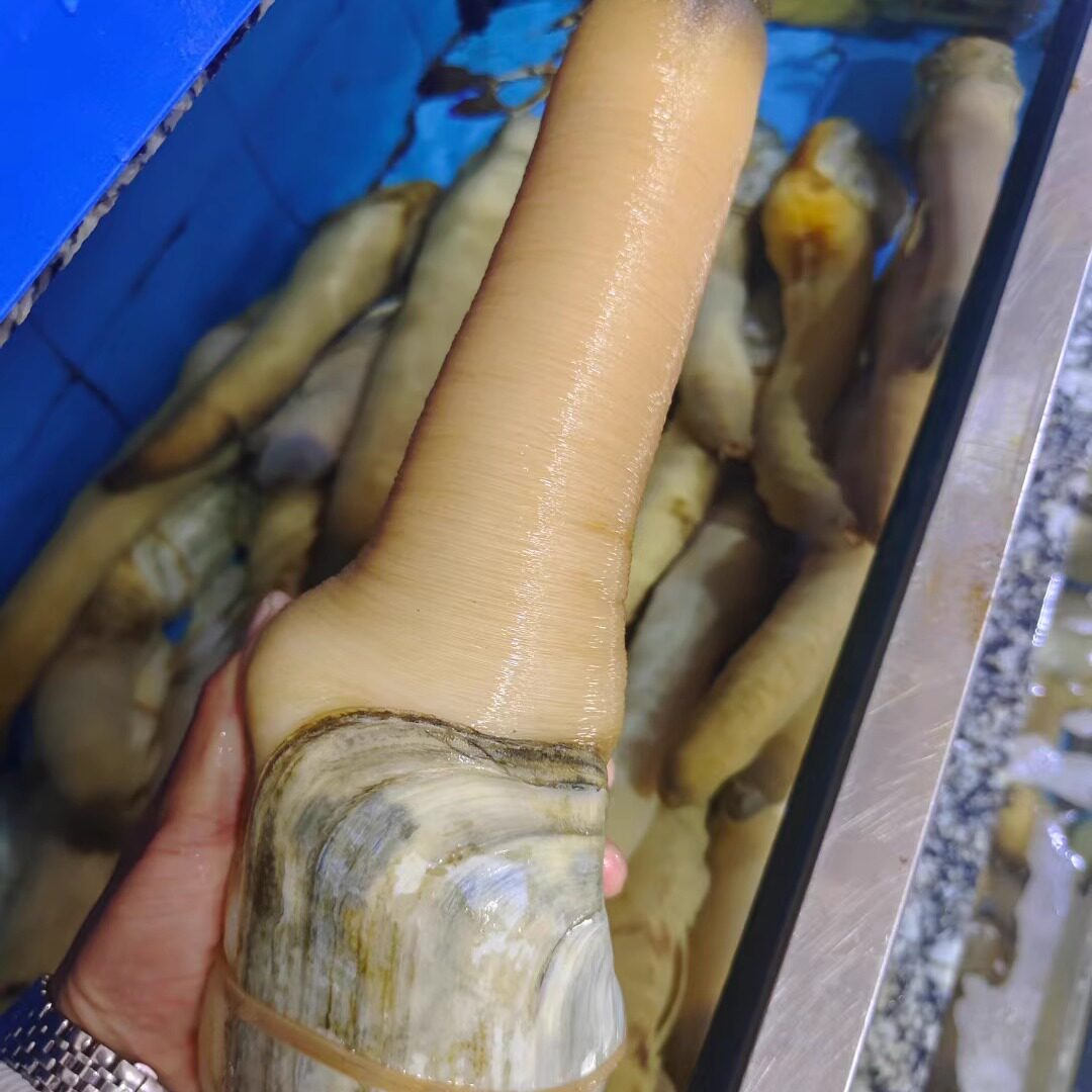 上海同城闪送到家鲜活象拔蚌干蚌,可代切片好发货,2斤单只售价
