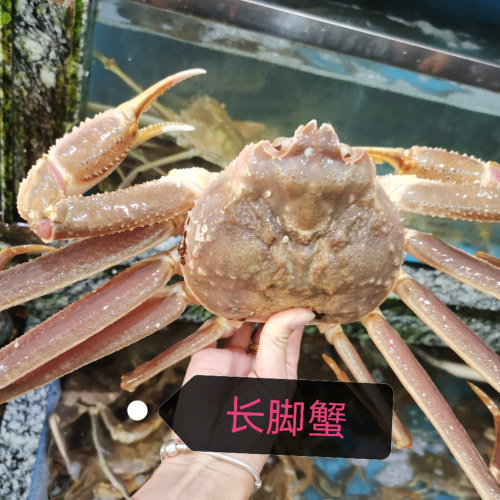 上海同城闪送鲜活长脚蟹2.3斤