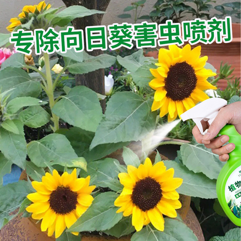 向日葵杀虫剂专用打虫药喷雾害虫
