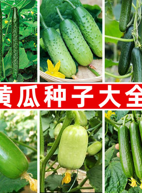 黄瓜种子青瓜种籽春秋播种甜脆无刺金童玉女荷兰水果黄瓜蔬菜种子