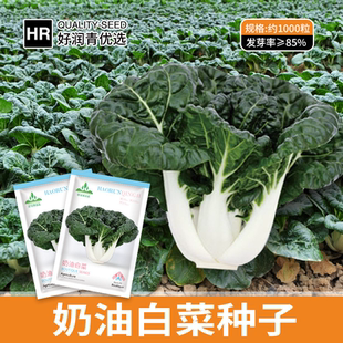 奶油白菜种子四季播种菜园盆栽黑叶白梗小白菜种籽脆嫩白帮青菜籽
