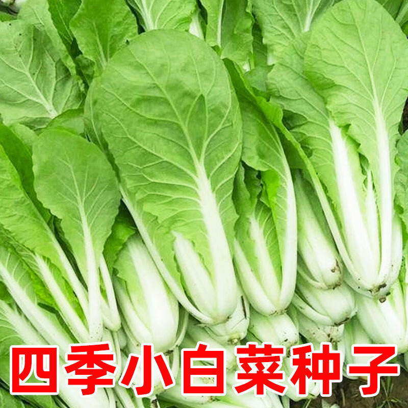 四季小白菜种子20天早熟速生好吃