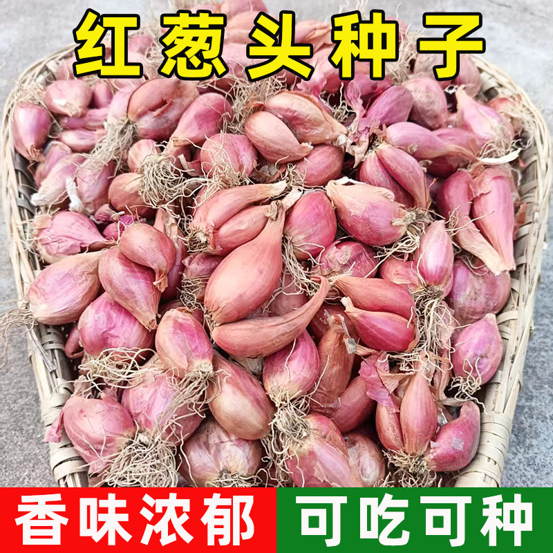 红葱头种子四季播种菜园盆栽香味浓郁四川火葱红根小香葱蔬菜种籽