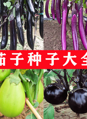 茄子种子春秋播种菜园盆栽高产紫黑长茄圆茄绿罐茄线茄杭茄菜种籽