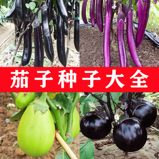 茄子种子春秋播种菜园盆栽高产紫黑长茄圆茄绿罐茄线茄杭茄菜种籽