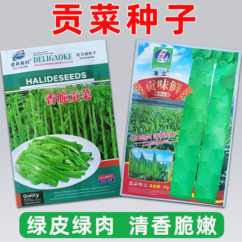 贡菜种子春秋播种菜园盆栽苔干响菜山蛰菜青皮青肉清香脆蔬菜种籽