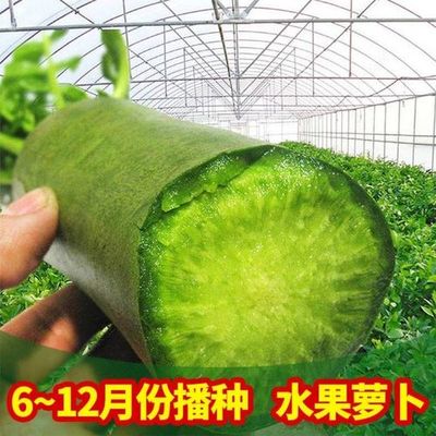 水果萝卜农家菜园高产萝卜种子