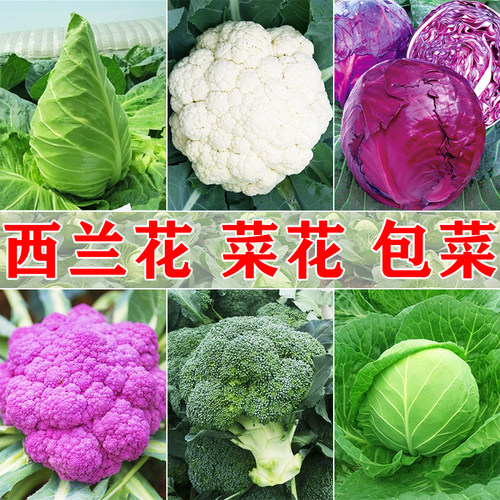 菜花甘蓝西兰花种子包对版包发芽