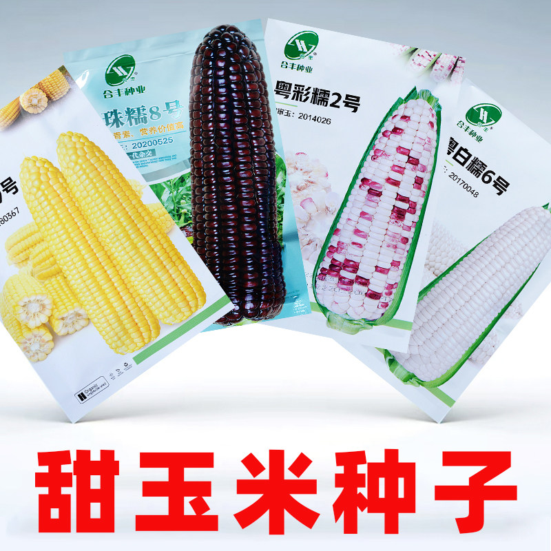 甜玉米种子好吃高产大棒非转基因图片