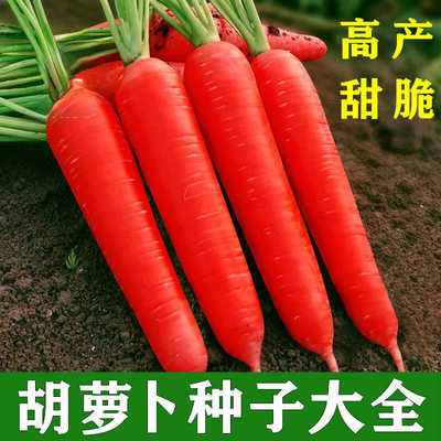胡萝卜种子甜脆可口耐热高产