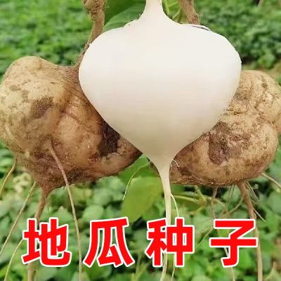 牧马山地瓜种子凉薯种籽春夏播种菜园盆栽早熟高产沙葛凉瓜蔬菜种