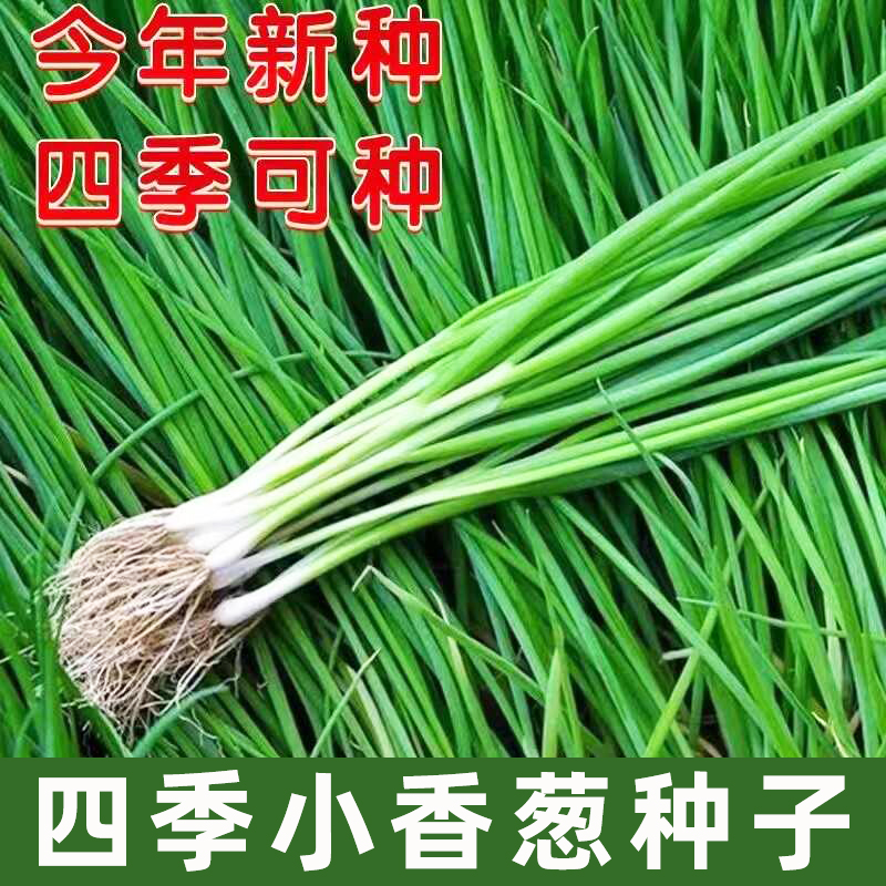 四季小香葱种子香味浓易种植