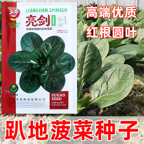 趴地菠菜种子四季播种菜园大田耐热寒高端小圆叶红根菠菜籽蔬菜种