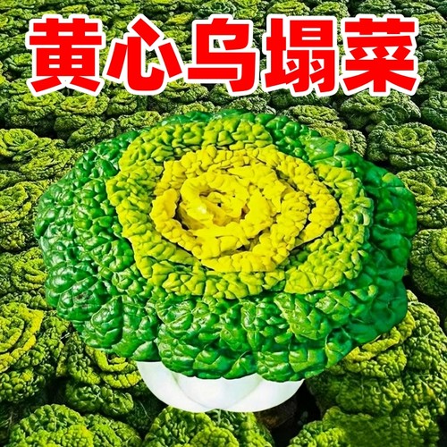 黄心乌塌菜种子黑心乌塌菜种籽抗热耐寒黄心菜秋冬季蔬菜种孑大全