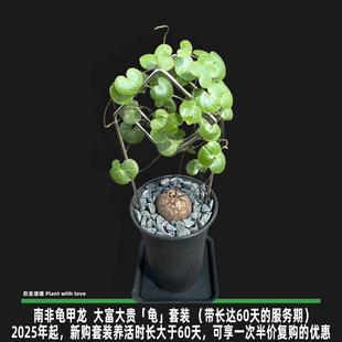 「南非龟甲龙 大富大贵(龟)套装循此藤蔓以达繁星」 带60天服务期