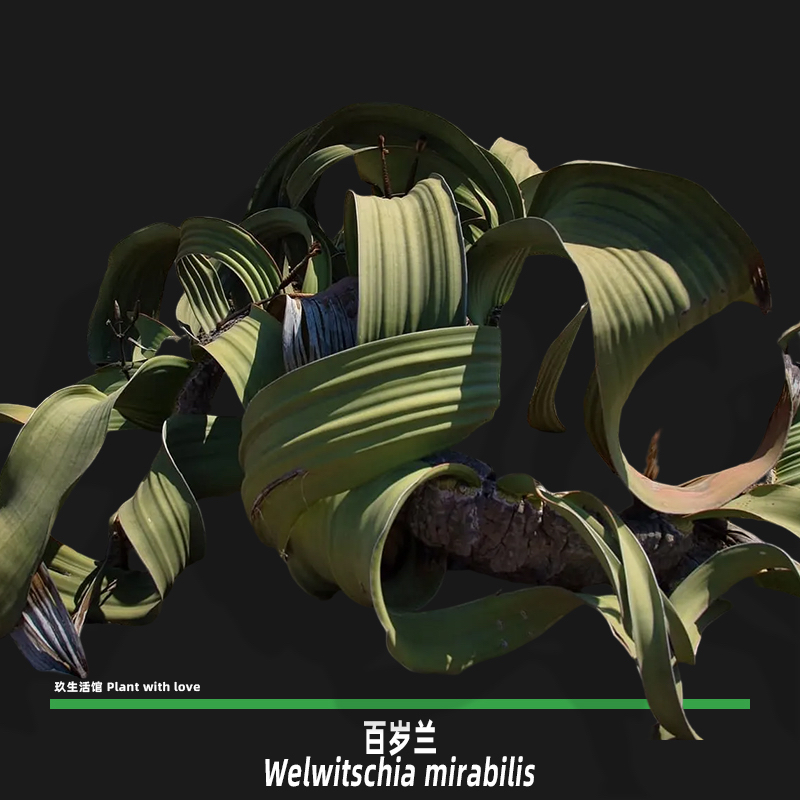 百岁兰Welwitschia mirabilis 潮流名品 籽播实生苗