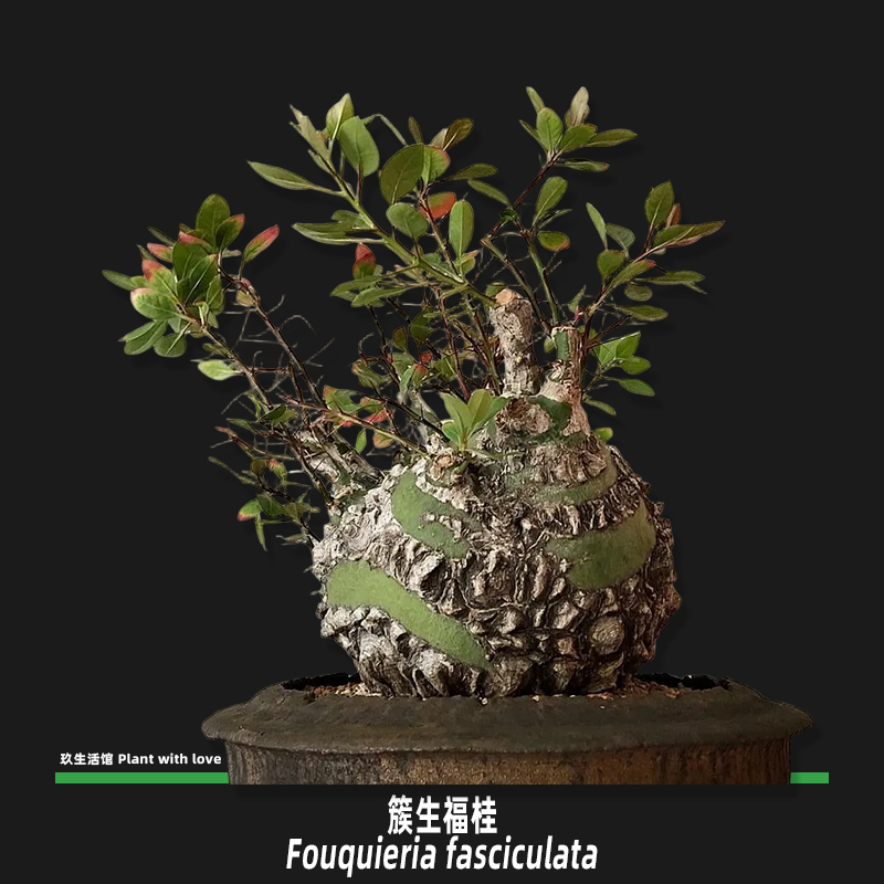 簇生福桂花籽播实生定植原盆原土包邮 阳台窗台庭院室内均可养护