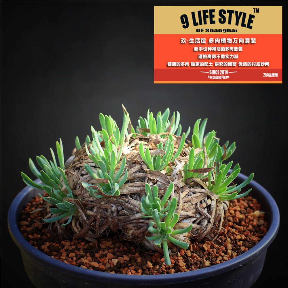 精选刨花厚敦墩菊开花株othonna retrorsa稀有菊科块根多肉植物