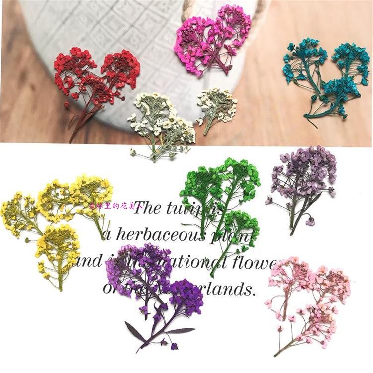 香雪球干花花头 UV胶 DIY手机壳 相框 模具 吊坠 手镯 绘画 团扇,家居饰品,干花/花瓣/干花包/干树枝,淘宝优惠券,粉丝福利购,淘宝优惠卷