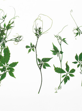 曲莲叶干花压花植物标本儿童手工滴胶手机壳台灯押花画书签真花包