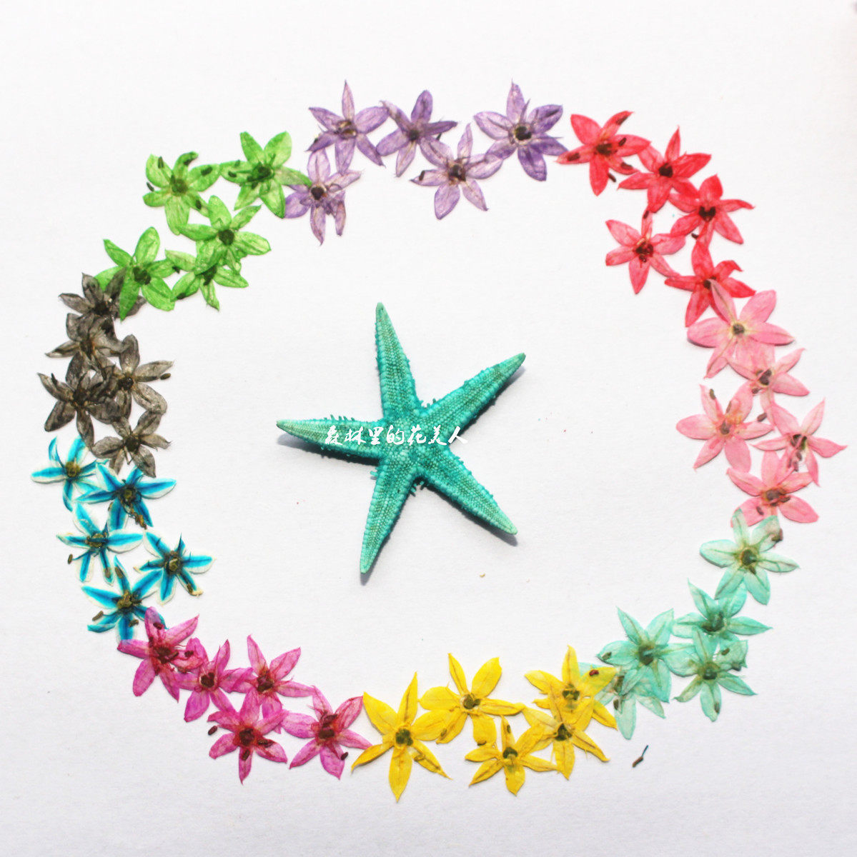 花美人 野韭菜花压花 韭苔 韭花 星星形 干花押花其他DIY饰品配件