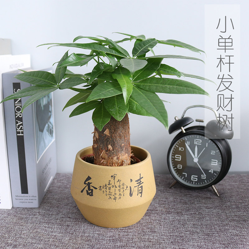 单杆小发财树室内植物盆栽办公室桌面小盆栽净化空气客厅花卉绿植