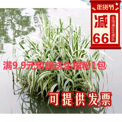 水生花卉水培植物彩叶斑叶金叶花叶芦苇芦竹池塘绿化湿地绿化5颗