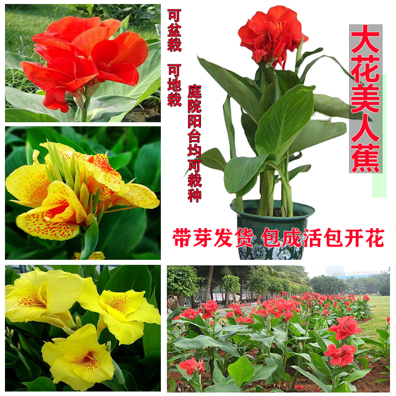 水生美人蕉根苗美人蕉种球易养花卉盆栽室外庭院绿化地栽带芽根茎