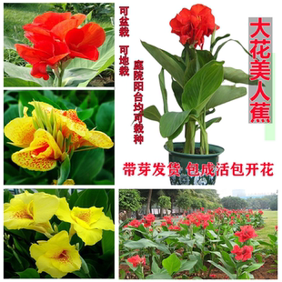 水生美人蕉根苗美人蕉种球易养花卉盆栽室外庭院绿化地栽带芽根茎