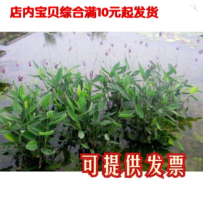 水生花卉植物再力花苗池塘绿化人工湿地挺水植物净化水质量大优惠