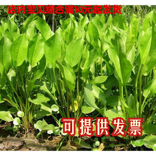 包邮挺水植物 泽泻苗水生植物湿地栽种大叶黄冠 珍珠兰苗净化水质