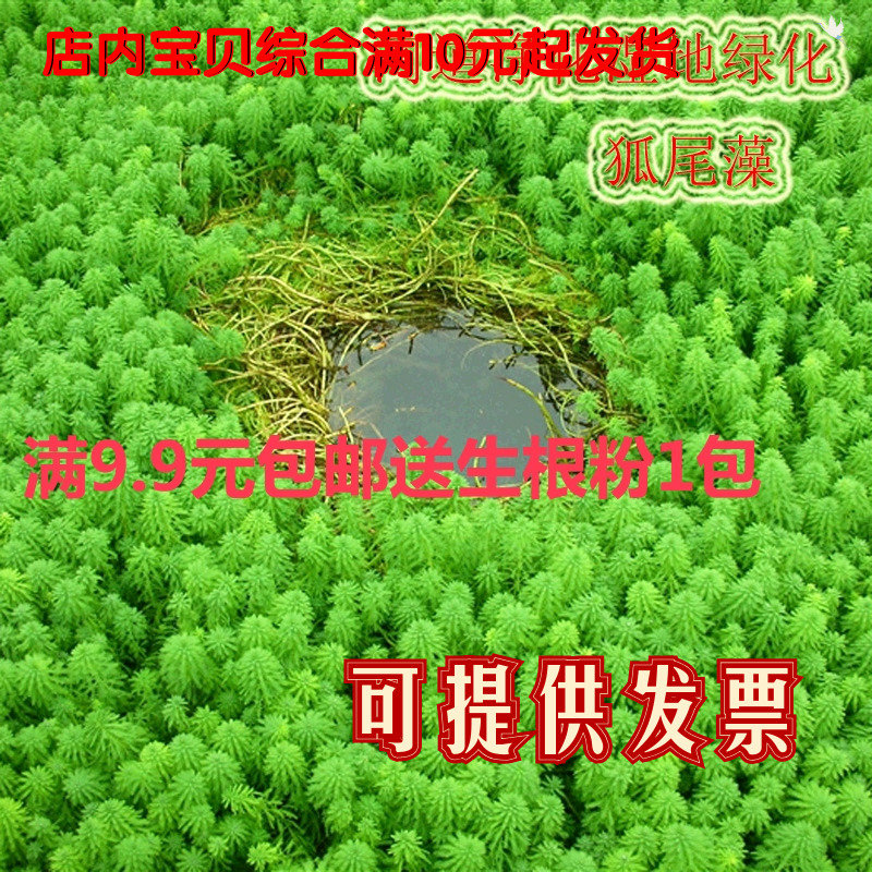 沉水植物高矮新鲜轮叶黑藻菹草