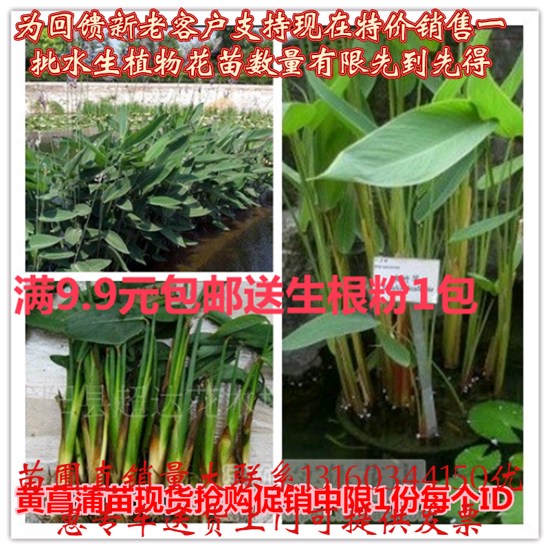 水生植物再力花苗水竹花叶芦竹千屈菜黄菖蒲苗美人蕉芦苇池塘植物