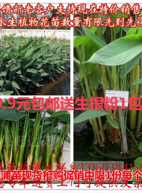 水生植物再力花苗水竹花叶芦竹千屈菜黄菖蒲苗美人蕉芦苇池塘植物