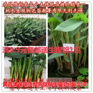 水生植物再力花苗水竹花叶芦竹千屈菜黄菖蒲苗美人蕉芦苇池塘植物