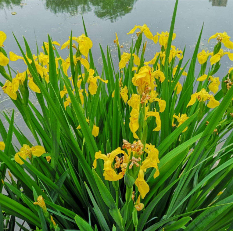绿化水道池塘挺水植物黄菖蒲鸢尾水竹再力花芦苇香蒲菖蒲沼泽过滤