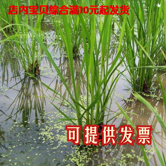 水生植物野茭白苗 湿地水生花苗现挖茭白苗茭笋苗茭瓜苗养虾养鱼